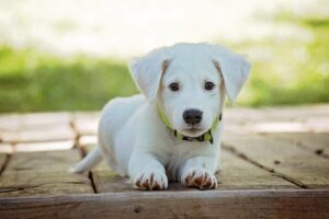 指宿で犬と泊まれる温泉宿のおすすめは？