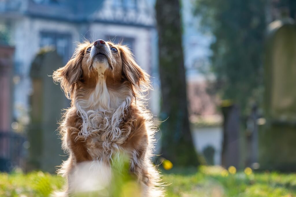犬と泊まれる宿佐賀でおすすめの施設は？