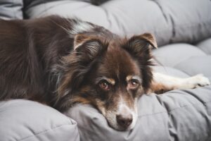 ペット可の温泉が楽しめる九州のおすすめスポットは？