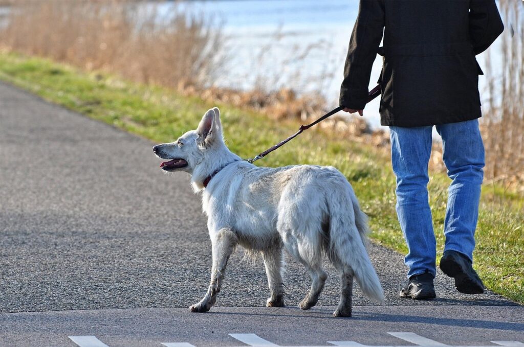 佐賀で犬連れの観光におすすめのスポットは？