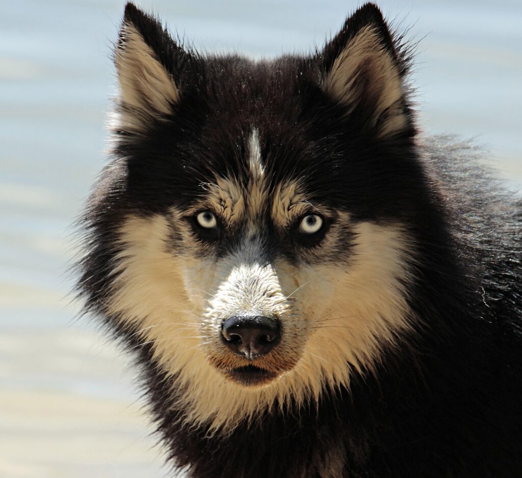 佐賀犬の特徴や魅力はどこにあるの？