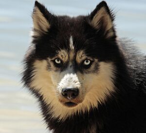 佐賀犬の特徴や魅力はどこにあるの？
