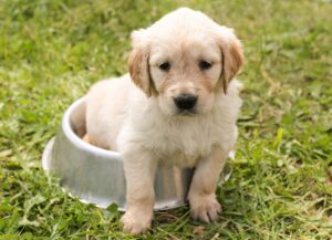 佐賀犬の魅力を知るための飼い方や特徴は？
