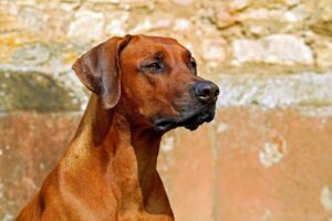 大分で犬と泊まれる温泉宿の貸切風呂の魅力は？