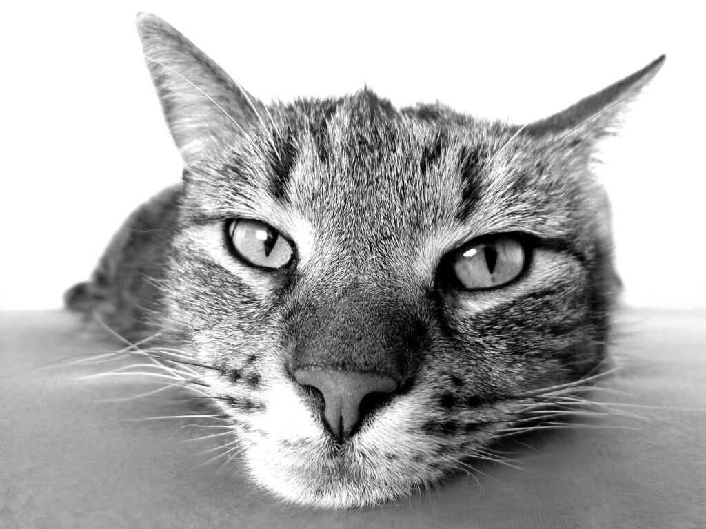 宮崎で猫と泊まれるペットと泊まれる温泉宿はどこ？