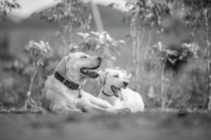 犬と泊まれる温泉宿がある九州のおすすめスポットは？