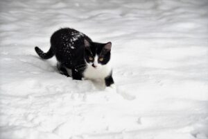鹿児島でペットと泊まれる温泉宿は猫と泊まれるの？