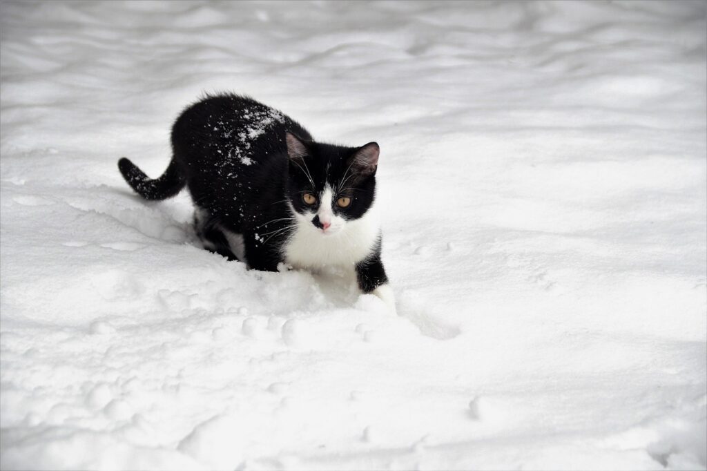 鹿児島で猫と泊まれるペットと泊まれる温泉宿はどこ？