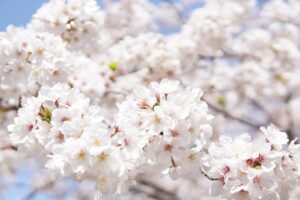 佐賀で大型犬と一緒に泊まれるペットと泊まれる温泉宿はどこ？