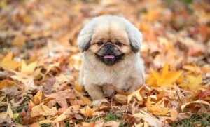 熊本で犬と泊まれる温泉宿の貸切風呂の魅力は？