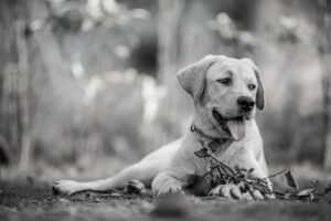 長崎で犬と泊まれる温泉宿の貸切風呂はどこにある？