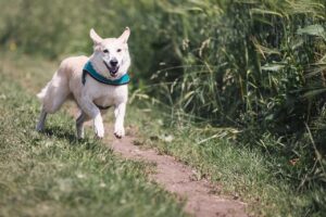 九州で大型犬と一緒に泊まれるおすすめの温泉宿は？