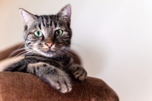 九州のペットと泊まれる温泉宿で多頭連れにおすすめの宿は？