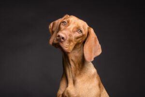 ペット可の温泉旅館でシニア犬と楽しむ九州旅行のポイントは？
