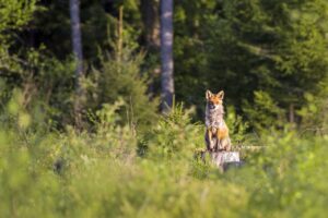 九州で犬2匹と泊まれる露天風呂付き客室の旅館はどこ？