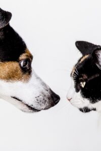 九州で犬猫同伴と泊まれる露天風呂付き客室の旅館はどこ？