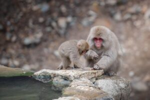 九州で犬連れにおすすめの温泉宿は送迎あり？