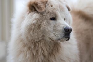 九州で犬連れの食事が楽しめる部屋食付き温泉旅館はどこ？