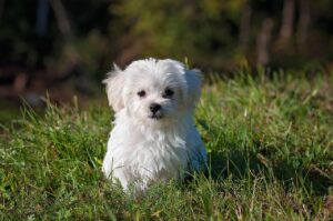 九州の小型犬OKの温泉宿にはどんな条件があるの？