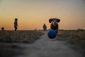 九州の老犬と一緒に泊まれるOKな温泉宿の条件は？