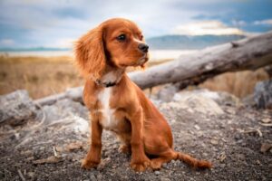 佐賀の犬同伴が可能な温泉旅館はどこ？
