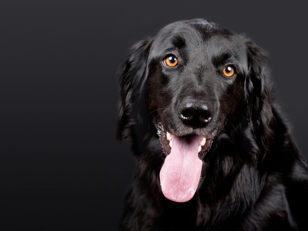 大分で犬と同伴できる温泉宿はどこがおすすめ？