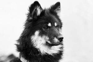 大分で犬と泊まれるグランピング温泉宿の魅力は？
