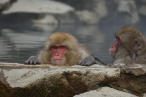 大分で犬と泊まれる露天風呂付き客室の温泉宿はどこにある？