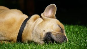 宮崎で犬同伴可能な温泉ホテルはどこにある？