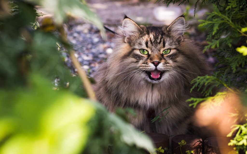 宮崎で猫と同伴できる温泉ホテルはどこがおすすめ？