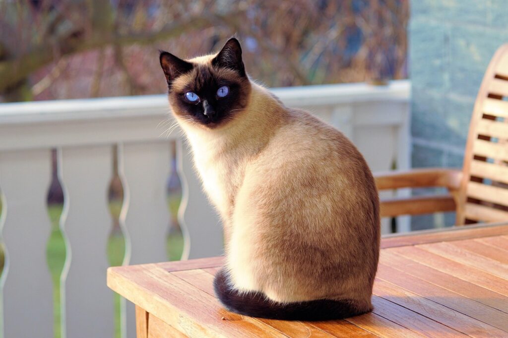 宮崎で猫と同伴できる温泉旅館のおすすめは？
