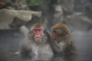 由布院のペット可露天風呂付き客室がある旅館はどこですか？