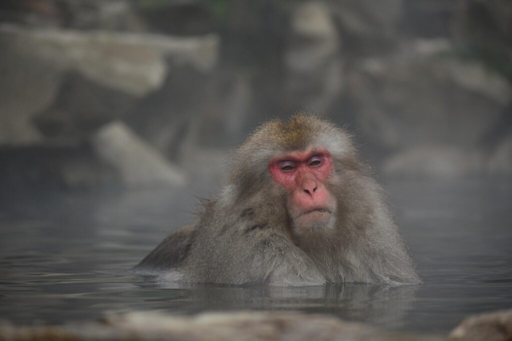阿蘇のペット可露天風呂付き客室がある旅館はどこ？