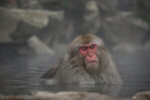 阿蘇のペット可露天風呂付き客室がある旅館はどこ？