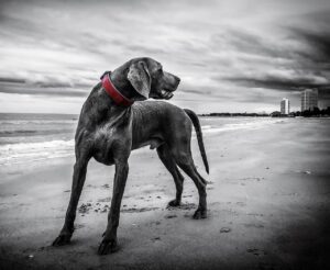 九州で犬と泊まれる安い温泉宿はどこにある？