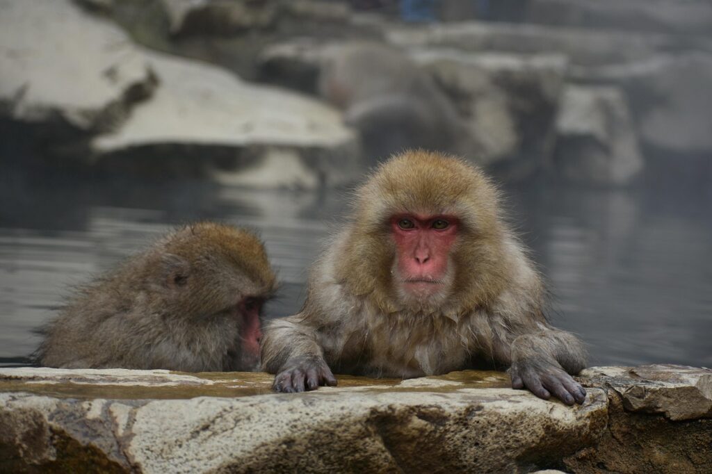 人吉温泉でペット可の露天風呂付き客室がある旅館はどこ？