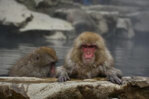 人吉温泉でペット可の露天風呂付き客室がある旅館はどこ？