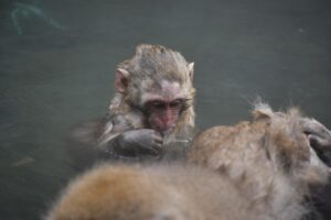 嬉野のペット可露天風呂付き客室がある旅館はどこ？