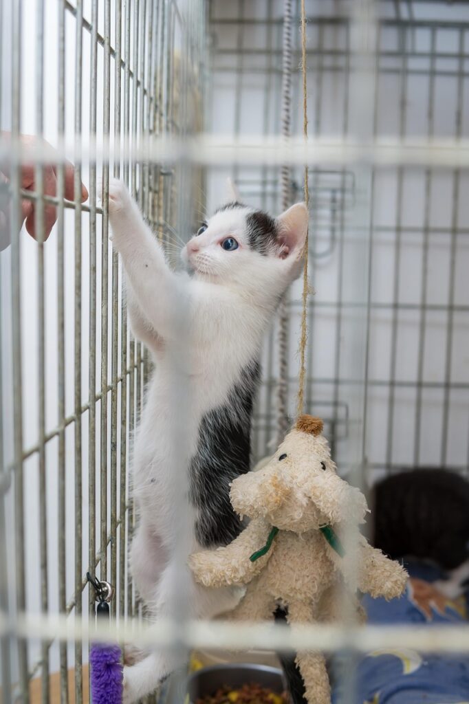 指宿温泉で猫と同伴できるおすすめの温泉宿は？