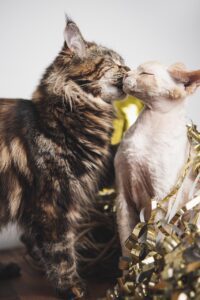 日南で猫と同伴できる温泉宿のおすすめは？