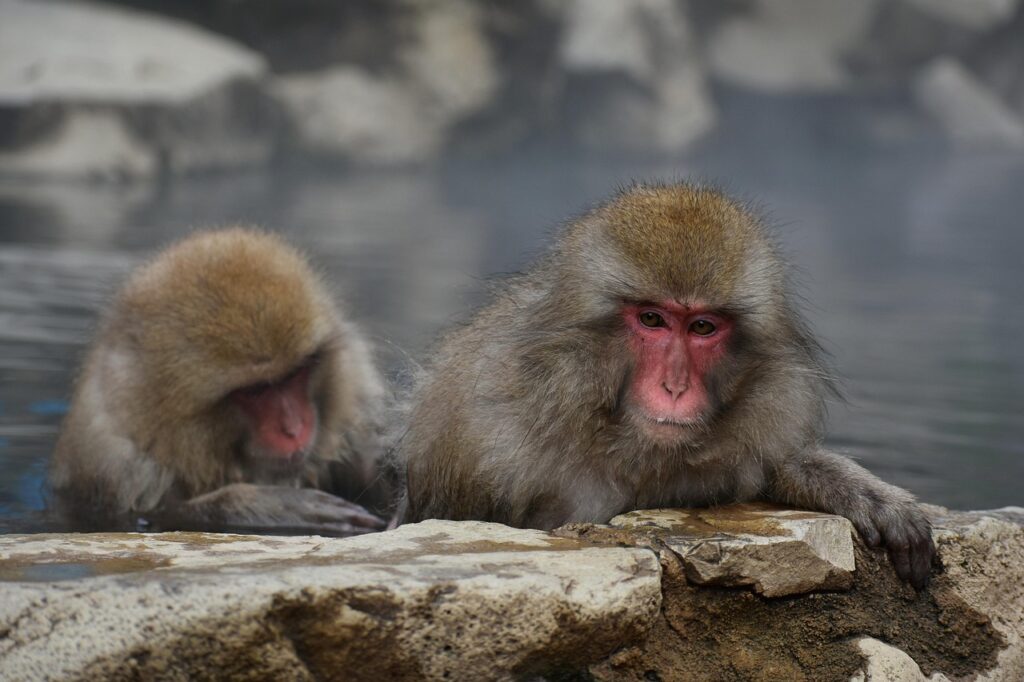 日南のペット可露天風呂付き客室がある旅館はどこですか？