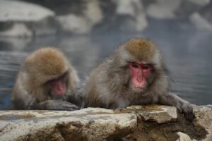 日南のペット可露天風呂付き客室がある旅館はどこですか？