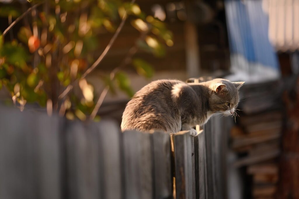 日田で猫と同伴できる温泉宿はどこにある？