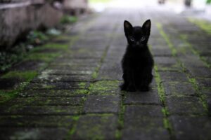 桜島で猫と同伴できる温泉宿はどこですか？