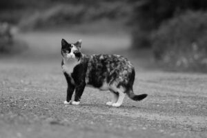 高千穂で猫と同伴できるおすすめの温泉宿は？